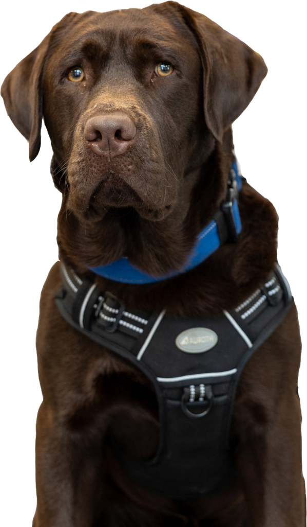 Maynard's comfort dog, Otis, is a chocolate lab.